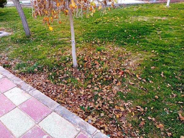 طبیعت زیبای کاشمر در پاییز