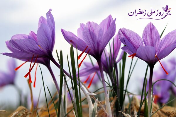 زعفران نماد پشتکار؛ امید و پیوند انسان به طبیعت