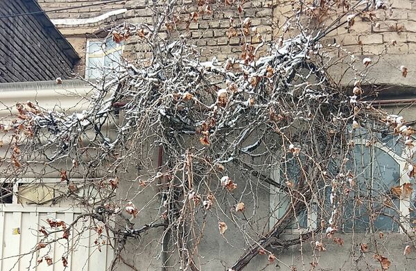 بارش دل‌انگیز برف‌ در اولین روزهای بهمن ماه