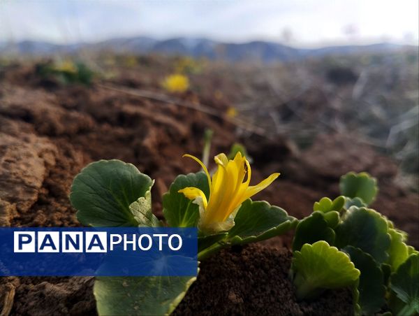 سیزده بدر، نقاشی رنگارنگ طبیعت را بر بوم تصاویر رقم زد