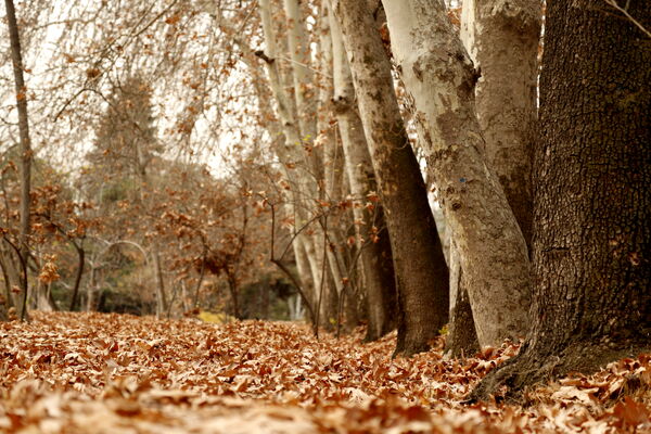 خلوت سرای پاییزی سعدآباد