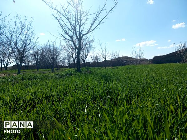 شکوفه دادن درختان روستای فیروزه