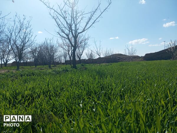 شکوفه دادن درختان روستای فیروزه