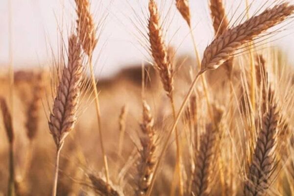 واریز تدریجی 110 همت دیگر به گندم‌کاران از امروز تا 25 مردادماه