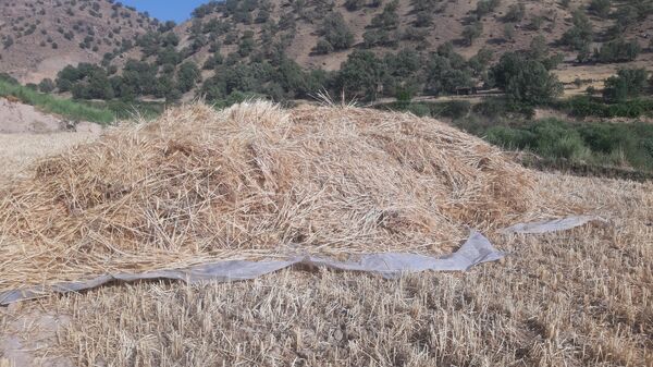 برداشت گندم در روستای بیدله