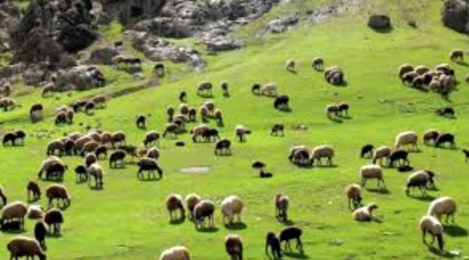 ترکیب خاک و آب در مزرعه؛ کشاورز باسابقه، پرورش ماهی را در کنار کشت یونجه آغاز کرد