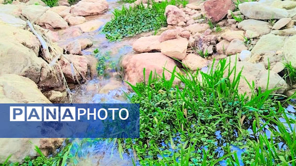 طبیعت بهاری، فرصتی برای سرزندگی روح 