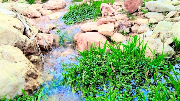 طبیعت بهاری، فرصتی برای سرزندگی روح 