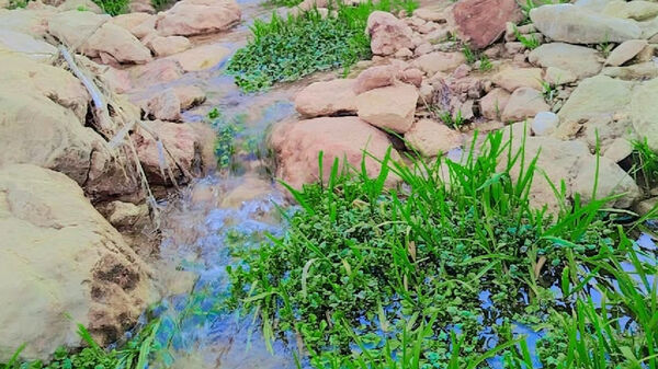 طبیعت بهاری، فرصتی برای سرزندگی روح 