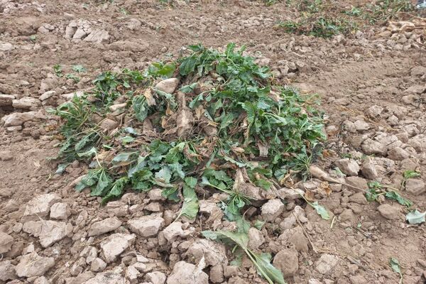 برداشت چغندرقند در روستای مفرنقا