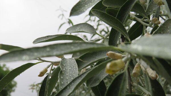 غافلگیری شهر بن از طرف آسمان