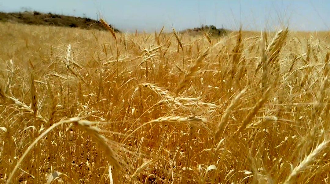 واردات ۱.۲ میلیون تن گندم کیفی برای حفظ ذخایر استراتژیک