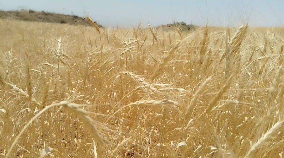 واردات ۱.۲ میلیون تن گندم کیفی برای حفظ ذخایر استراتژیک