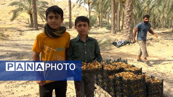 برداشت رطب از نخلستان‌های دالکی دشتستان 