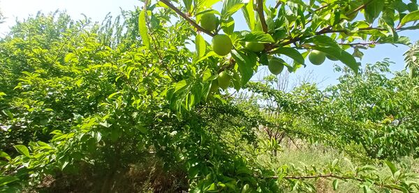 آغاز فصل چیدن؛ باغ‌های جلگه رخ میزبان میوه‌های تابستانی 