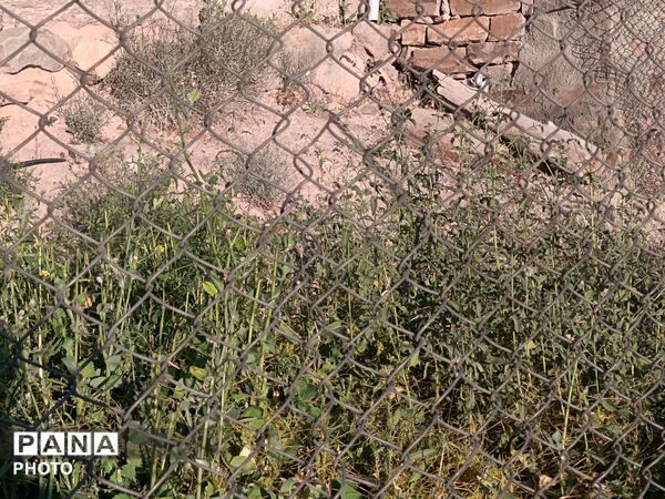 دیار برزنون،کوچه هایی آکنده از عطر بهار
