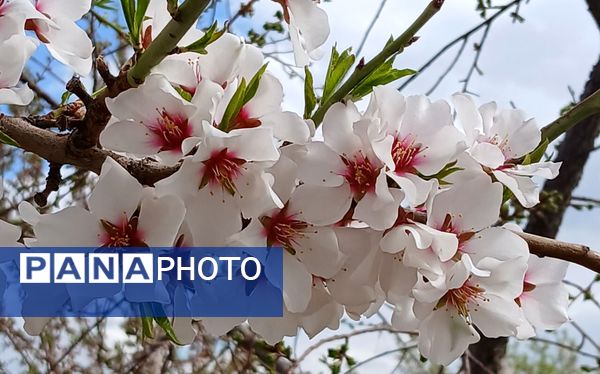 فصل بهار، فرصتی برای سر زندگی روح