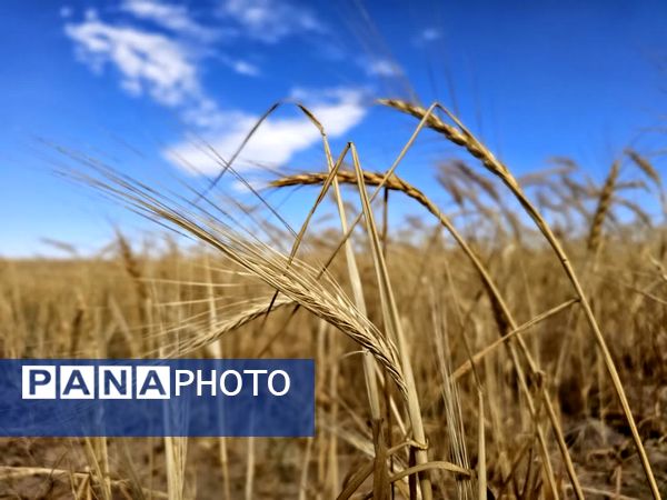 بازدید برداشت گندم در شهرستان فاروج