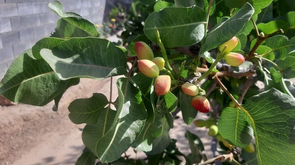 میوه‌های رنگارنگ در لردگان 