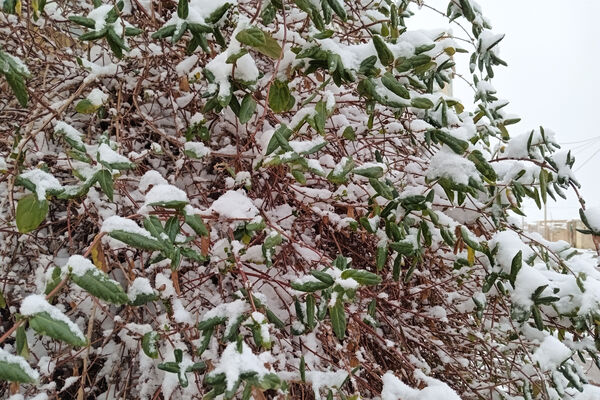 یک روز برفی در روستای بنادکوک‌ دیزه
