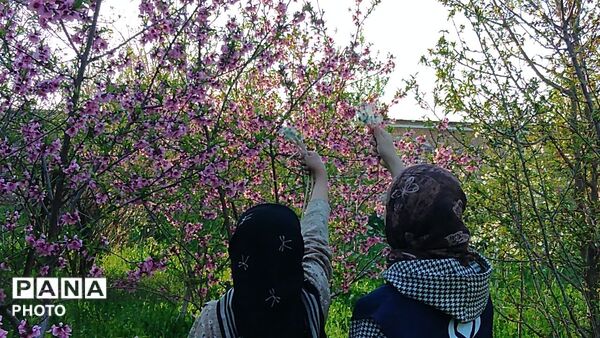 رویش شکوفه ها در روستای کابلی 