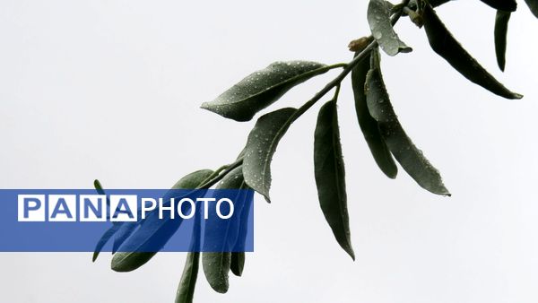 غافلگیری شهر بن از طرف آسمان