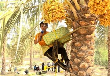 برداشت رطب از نخلستانهای دالکی دشتستان
