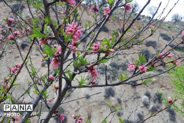طبیعت روستای بیدله به هنگام بهار