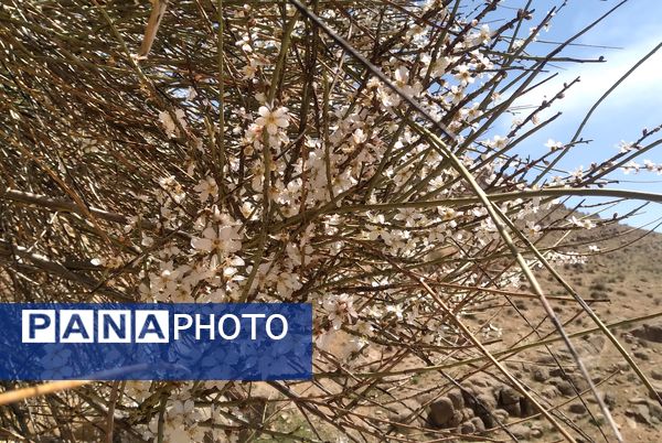 سیزده بدر، نقاشی رنگارنگ طبیعت را بر بوم تصاویر رقم زد