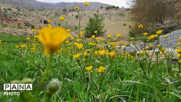 دهنو، نگین چهارمحال؛ کشف گنجینه‌ آرامش در آغوش طبیعت بکر
