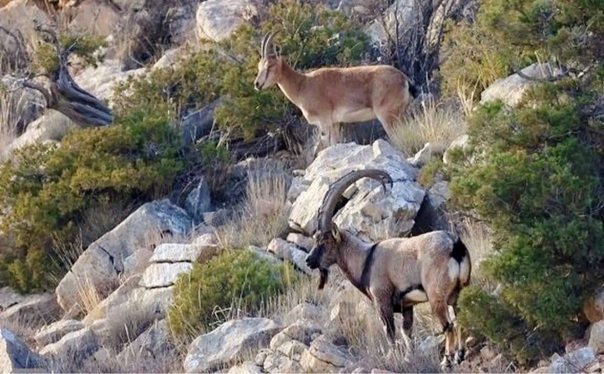 رد خون روی کوه، سرنخ شکارچی را لو داد