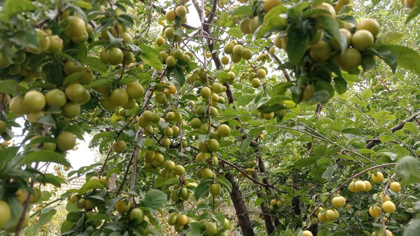جلوه‌هایی از طبیعت تابستانی خلجستان و جعفرآباد قم