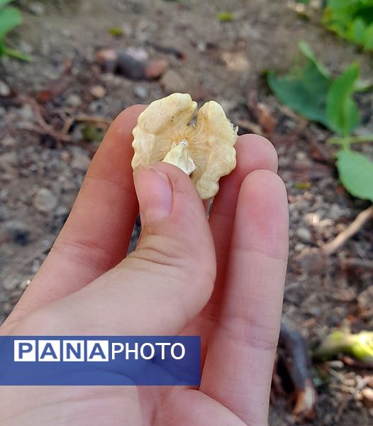 مارکده، سرزمین طلایی بادام و گردو؛ گنجینه‌ای از طعم و سنت در دل سامان