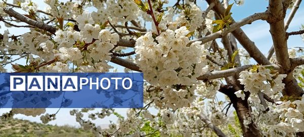 شکوفه‌های بهاری در شهرستان سملقان