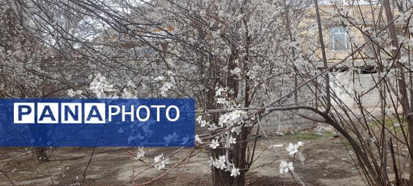 شکوفه‌های بهاری بر قامت درختان ‌