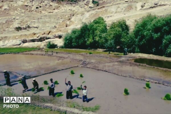 برنجکاری در پلبریده