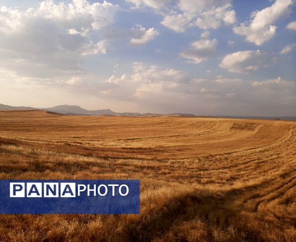  آغاز برداشت گندم از مزارع شهرستان هلیلان 