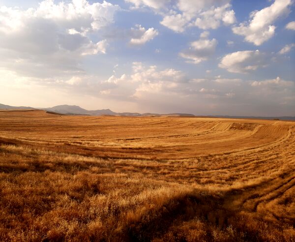  آغاز برداشت گندم از مزارع شهرستان هلیلان 