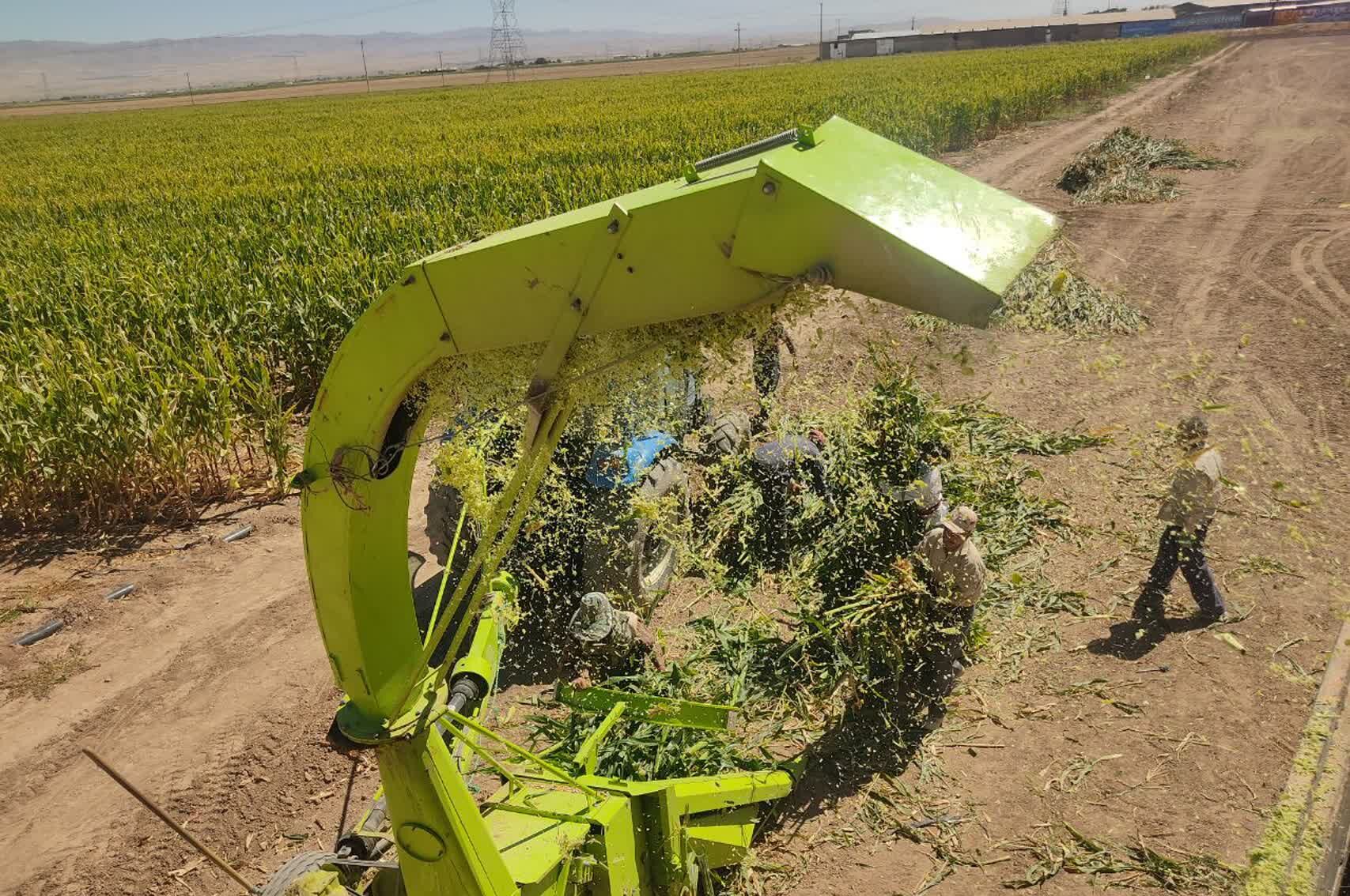 جمع آوری ذرت علوفه ای در روستاهای شهرستان فاروج 