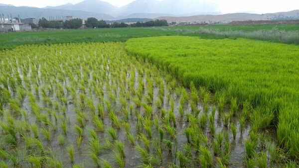برنج‌کاری در لردگان؛ نماد زندگی و فرهنگ محلی