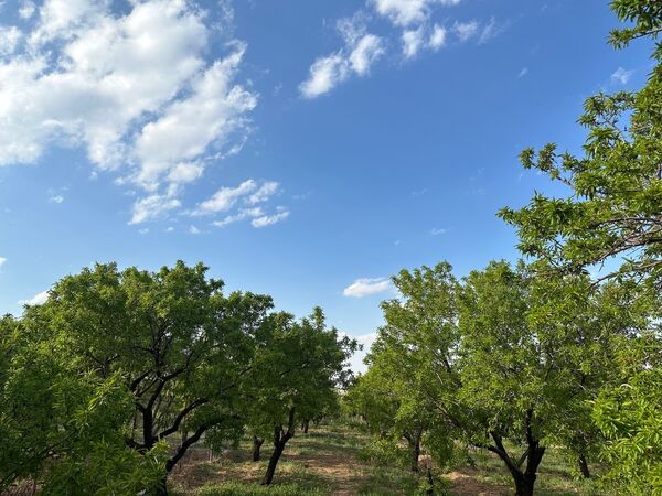 طبیعت هم با آمدن بهار زیبا شد 