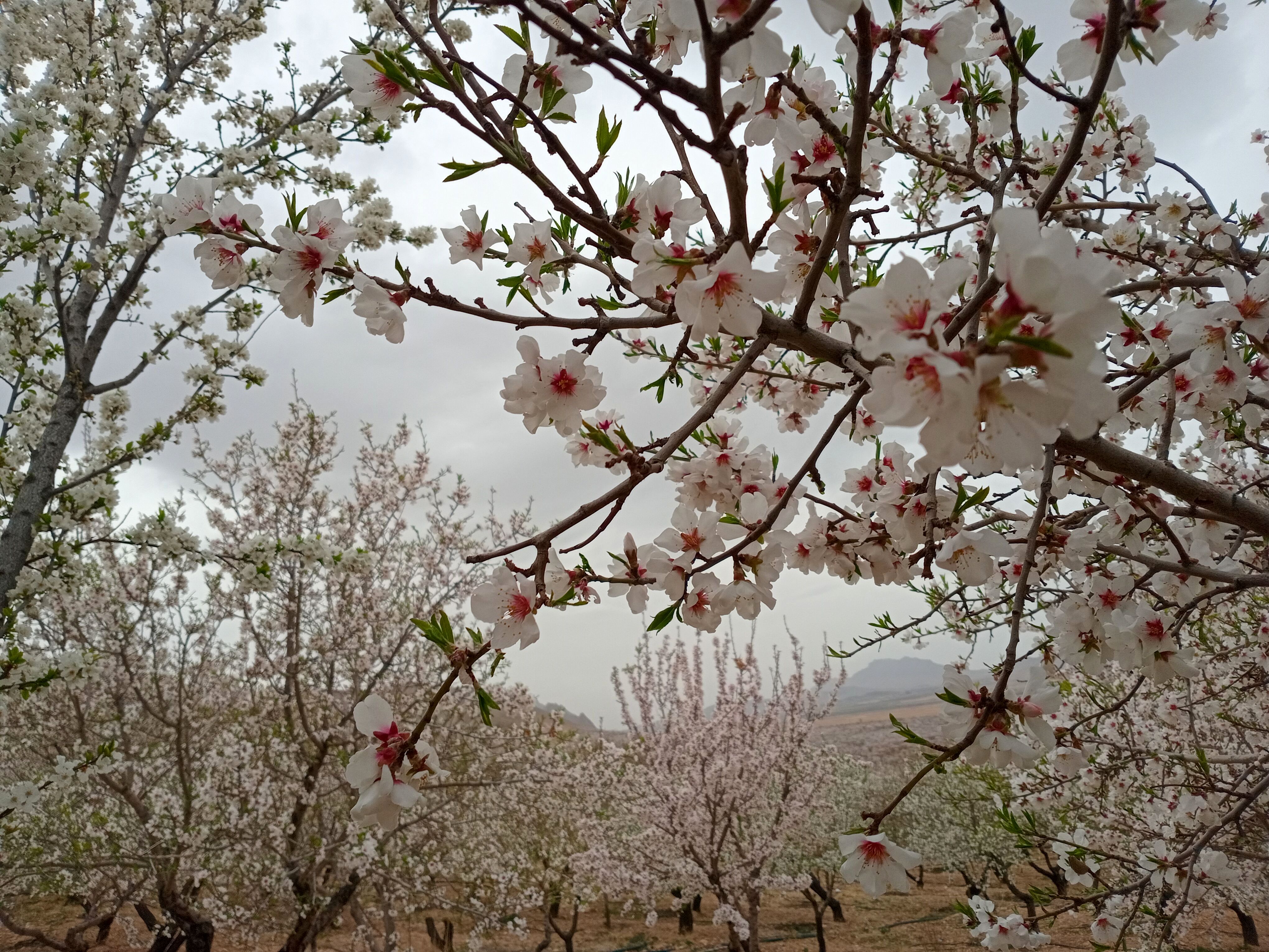 شکوفه‌ها در فصل بهار