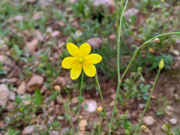 طبیعت زیبای میانکوه 