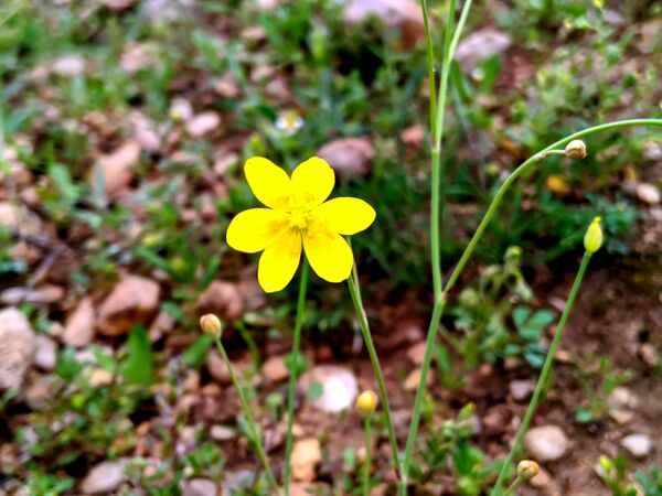 طبیعت زیبای میانکوه 