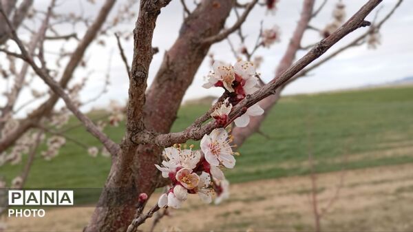 دیوزند؛ تابلوی زنده بهار در کردستان