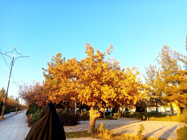 طبیعت زیبای کاشمر در پاییز