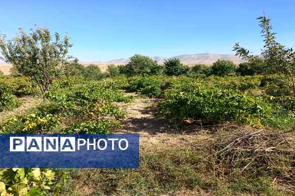 آغاز فصل برداشت انگور از باغات روستای گزکوه فاروج