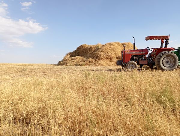 گندم، یکی ازمحصولات کشاورزی در روستای گزکوه 