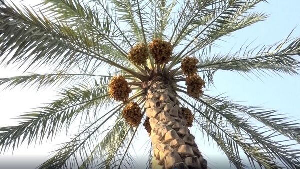 برداشت رطب از نخلستان‌های دالکی دشتستان 