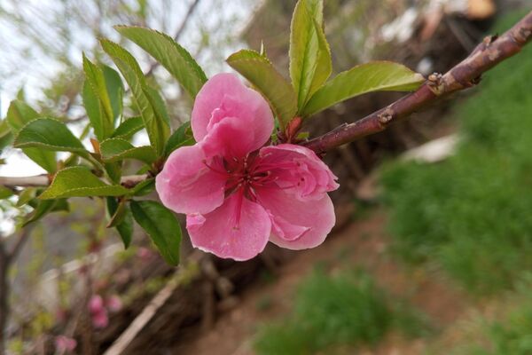 بهار، آغاز دوباره‌ی زندگی طبیعت 